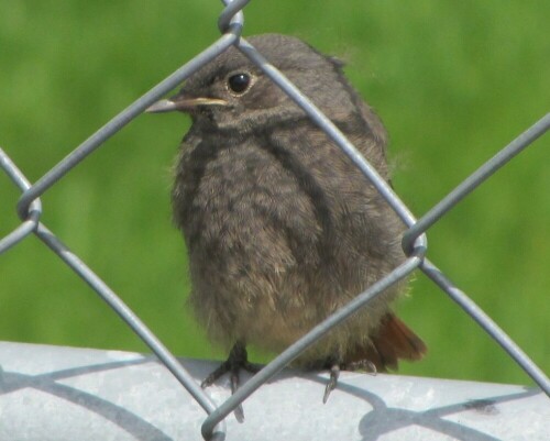 keine Scheu zeigend, fast flirtend

Aufnameort: Belp CH
Kamera: Canon PowerShot SX 220 HS