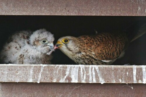 turmfalke-weib-futtert-mausebein-17510.jpeg