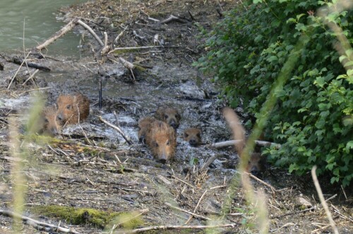 Überlebenskampf von 9 Frischlingen bei Überschwemmung

Aufnameort: in der Nähe von Campingplatz Rastatt
Kamera: Nikon D3200