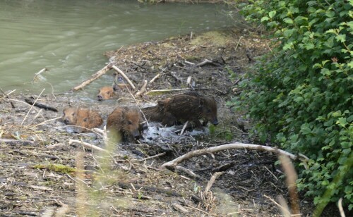 Überlebenskampf von 9 Frischlingen bei Überschwemmung

Aufnameort: in der Nähe von Campingplatz Rastatt
Kamera: Nikon D3200