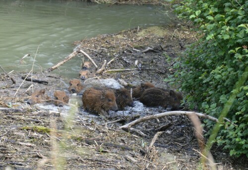 Überlebenskampf von 9 Frischingen bei Überschwemmung

Aufnameort: in der Nähe von Campingplatz Rastatt
Kamera: Nikon D3200