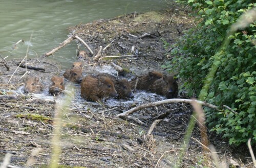 Überlebenskampf von 9 Frischlingen bei Überschwemmung

Aufnameort: in der Nähe von Campingplatz Rastatt
Kamera: Nikon D3200