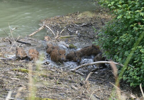 Überlebenskampf von 9 Frischlingen bei Überschwemmung

Aufnameort: in der Nähe von Campingplatz Rastatt
Kamera: Nikon D3200