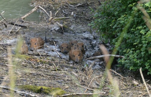 Überlebenskampf von 9 Frischlingen bei Überschwemmung

Aufnameort: in der Nähe von Campingplatz Rastatt
Kamera: Nikon D3200