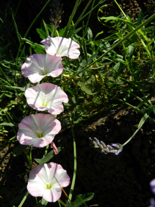 Diese oft verkannte Pflanze rankt sich unermüdlich durch über und zwischen Alles und erfreut den ganzen Sommer lang mit ihren anmutigen Blüten

Aufnameort: Karlsdorf-Neuthard
Kamera: Nikon Coolpix P500