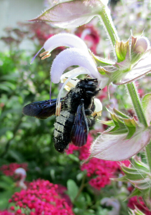 Blaue Holzbiene auf Muskateller-Salbei. Mit Pollen beladen.
Die Blaue Holzbiene ist die größte heimische Bienenart.
Diesen herrlich duftenden Salbei besuchen oft sechs oder sieben dieser imposanten Insekten zugleich.

Aufnameort: Karlsdorf-Neuthard
Kamera: Canon Ixus 175