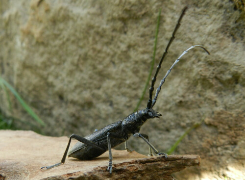 Der bis 3cm große Käfer wird auch Buchenspießbock genannt. Er lebt in Laubmischwäldern und alten Obstkulturen. Von Mai bis Juli trifft man ihn auf Blüten an, wo er Pollen und Nektar sucht.

Aufnameort: Karlsdorf-Neuthard
Kamera: Nikon Coolpix P500