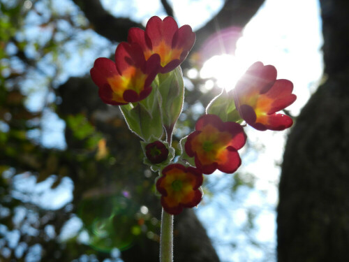 Aufgenommen an einem herrlichen Ostersonntag. Die Frühlingssonne ließ die ganze Farbenpracht dieser herrlichen Blüten erstrahlen.

Aufnameort: Forchheim(Ofr)
Kamera: Nikon Coolpix P500