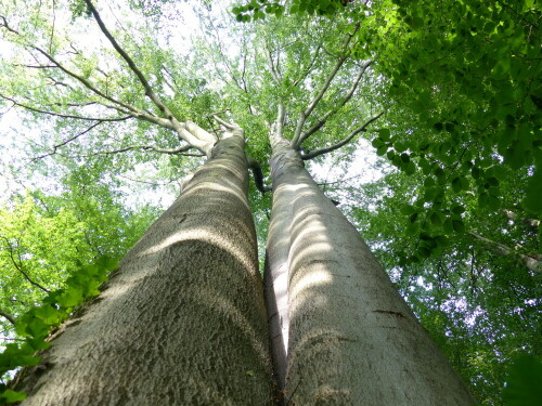 

Aufnameort: Wechselburg
Kamera: Panasonic Lumix FZ 200