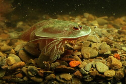 triops-cancriformes-17487.jpeg