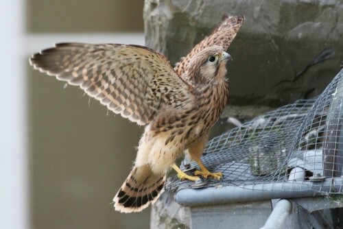 turmfalke-erste-flugversuche-17501.jpeg