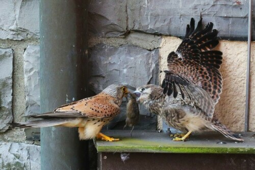 turmfalke-mannchen-bringt-maus-zu-jungvogel-17503.jpeg