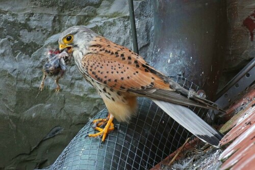 turmfalke-mann-bringt-gerupfte-drossel-17511.jpeg