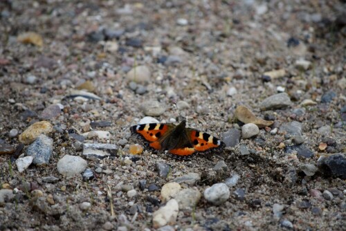 schmetterling-kleiner-fuchs-17450.jpeg