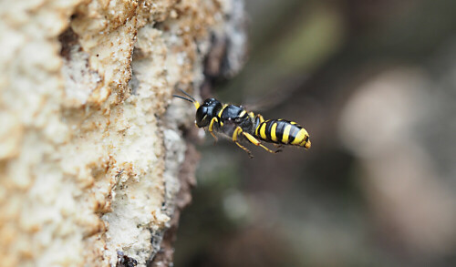 Diese Wespe befand sich im Anflug auf ein natürliches Insektenhotel (Totholz):

Aufnameort: Eigener Garten
Kamera: Olympus OM-D E-M5II