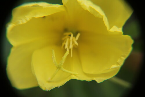 Die Gemeine Nachtkerze wurde etwa 1620 als Zierpflanze von Amerika nach Europa eingeführt.
https://de.wikipedia.org/wiki/Gemeine_Nachtkerze

Aufnameort: Eiershausen Garten
Kamera: Canon EOS 700D