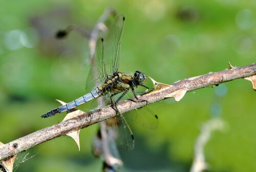 Libelle - Blaipfeil

Aufnameort: Fischteich in der Wetterau
Kamera: Nikon D7200