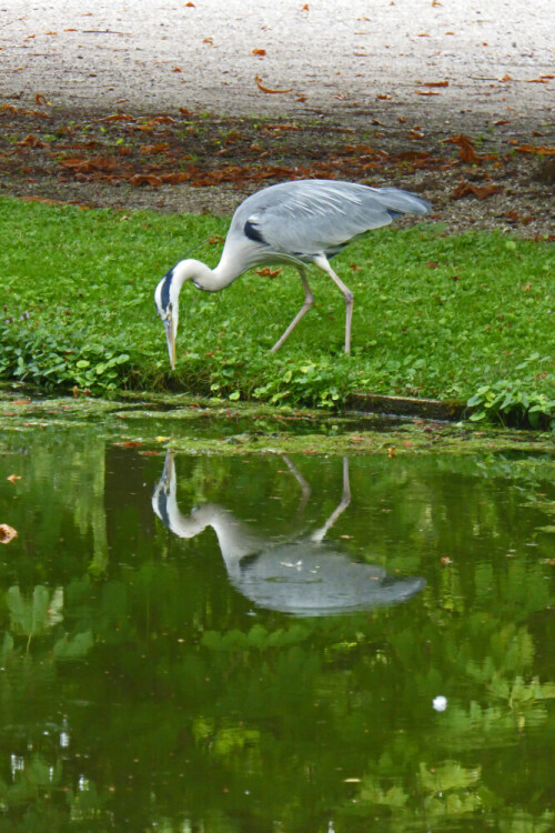 Grau-Reiher auf Futtersuche

Aufnameort: Schwetzingen
Kamera: panasonic Lumix