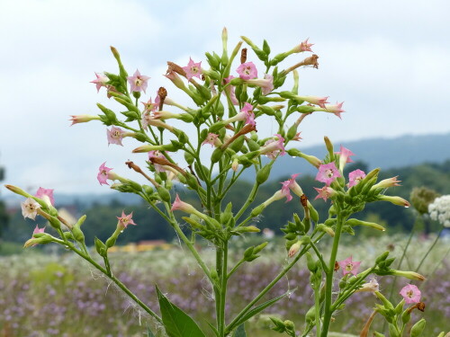 

Aufnameort: Landesgartenschau Bayreuth
Kamera: Panasonic Lumix FZ 200