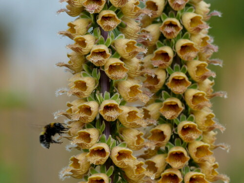 digitalis-ferruginea-mit-hummel-17590.jpeg