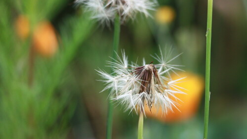 Aufnahme zu Hause im Garten

Aufnameort: Lindenfels
Kamera: Canon 450D