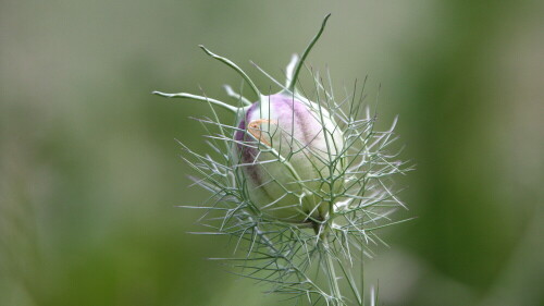 Aufnahme zu Hause im Garten

Aufnameort: Lindenfels
Kamera: Canon 450D