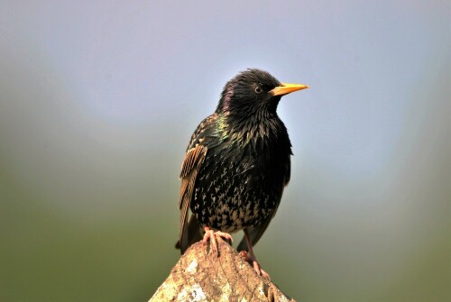 vogel-des-jahres-2018-der-star-22022.jpeg