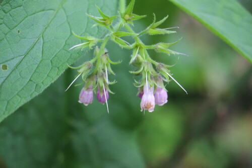 Der Echte Beinwell gehört zu den Raublattgewächsen(Boraginaceae) und gilt als Heilpflanze.
https://de.wikipedia.org/wiki/Echter_Beinwell

Aufnameort: Eiershausen Garten
Kamera: Canon EOS 700D