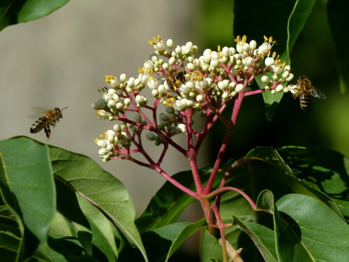 bienen-auf-bienenbaumbluten-17650.jpeg