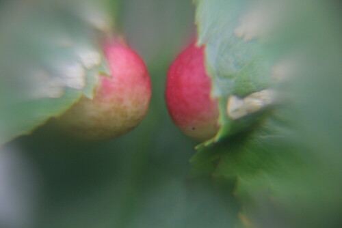 Ein Gallwespe, die an Rosenblättern kleine Gallen erzeugen kann.
Bild zum Vergleich aus dem Internet:
http://pflanzenschutzdienst.rp-giessen.de/fileadmin/_processed_/csm_05rosa_gallwespe_diplolepiseglanteriae1-800x600_12d317e584.jpg

Aufnameort: Eiershausen Waldrand Hirschbergwald
Kamera: Canon EOS 700D