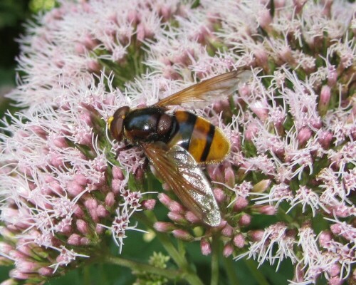 volucella-zonaria-hornussen-schwebfliege-17770.jpeg