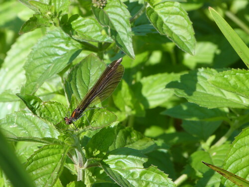 Dieses Jahr, war bei uns das jahr der Blauflügelprachtlibelle, so viele habe ich noch nie zusammen gesehen.

Aufnameort: Hundsgraben/Egelsbach/Hessen
Kamera: Lumix FZ 48