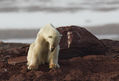 Spitzbergen. 2016  Uns begegnete dieser männliche  Eisbär, der sehr abgemagert war, überall sah man seine Knochen durch das Fell. Wahrscheinlich wird er diesen Sommer, der ungewöhnlich warm ist, nicht überleben.


Wir waren sehr betrübt durch diesen Anblick und uns standen beide Tränen in den Augen. Und dann setze sich der Eisbär hin uns sah “traurig” zu Boden. Wir wissen, dass es nicht immer passend ist, Tieren solche Emotionen zuzuschreiben, jedoch wir konnten uns dieses Eindruckes jedoch nicht erwehren.

Aufnameort: Spitzberge, Nordküste
Kamera: Canon Mark 1 D4, 600 mm