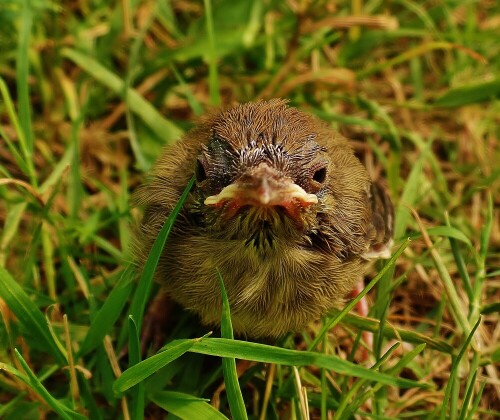 Mönchsgrasmückenzwerg auf Watschelgang durchs tiefe Gras ~ kam lauthals schimpfend am Kaffeetisch vorbei und ließ sich kurz für ein Foto erweichen

Aufnameort: In unserem Garten
