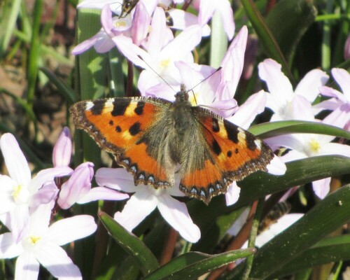 aglais-urticae-kleiner-fuchs-17752.jpeg