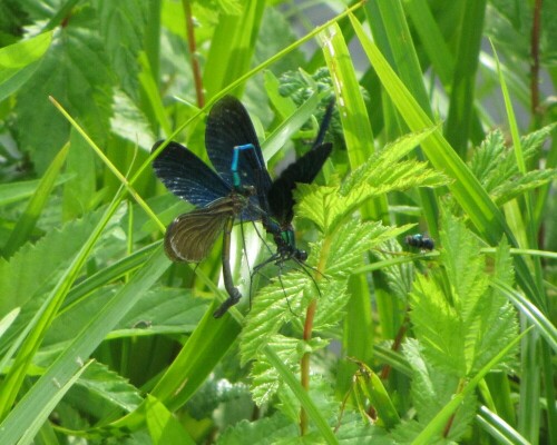 Was ist denn das für eine komische Übung, die ihr da aufführt?

Aufnameort: Belp-Toffen CH Toffenkanal
Kamera: Canon PowerShot SX 220 HS