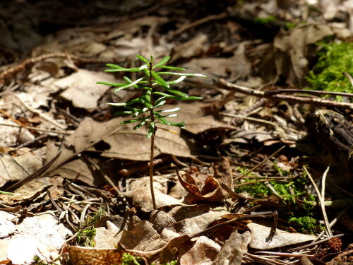 

Aufnameort: Triesdorf-Waldbereich Tiergarten
Kamera: Panasonic Lumix FZ 200