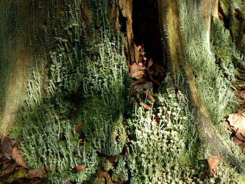 

Aufnameort: Triesdorf-Waldbereich Tiergarten
Kamera: Panasonic Lumix FZ 200