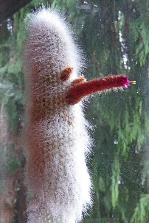 3 Blüten auf einem mehrere Jahre alten Greisenhaupt-Kaktus

Aufnameort: 67166 Otterstadt
Kamera: Panasonic / Lumix