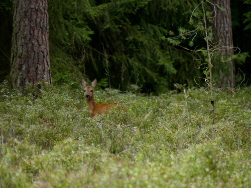 

Aufnameort: Triesdorf-Waldbereich Tiergarten
Kamera: Panasonic Lumix FZ 200