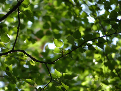 

Aufnameort: Triesdorf-Waldbereich Tiergarten
Kamera: Panasonic Lumix FZ 200