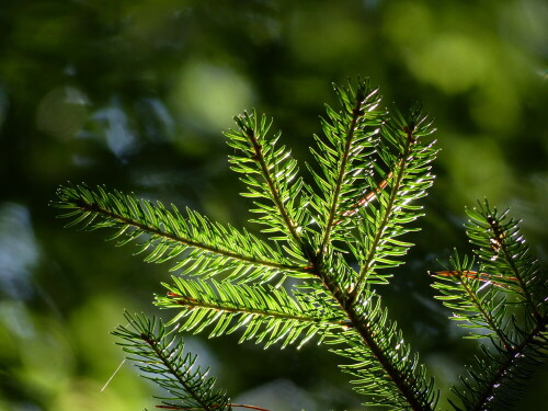 

Aufnameort: Triesdorf-Waldbereich Tiergarten
Kamera: Panasonic Lumix FZ 200