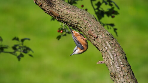 Dieser Kleiber wurde beim herumklettern an einem alten Weißdorn entdeckt. Die kleinen Vögel sind dabei echt akrobatisch unterwegs.

Aufnameort: Oberlethe, Niedersachsen
Kamera: Olympus PEN Lite Epl5