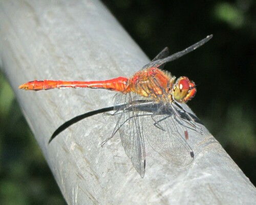 sympetrum-sanguineum-blutrote-heidelibelle-17775.jpeg