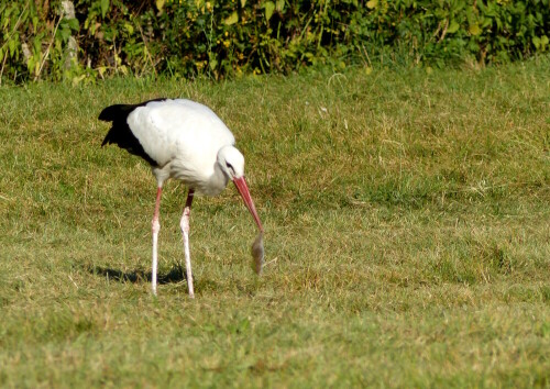 storch-erwischt-maus-17790.jpeg