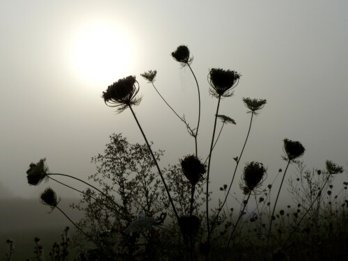morgenstund-mit-sonnenrund-17860.jpeg