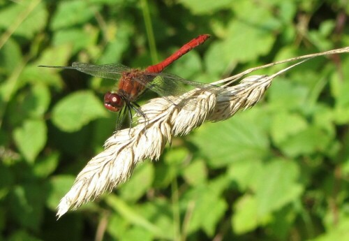 Die Heidelibelle sonnt sich.

Aufnameort: An der Aare bei Münsingen Schweiz
Kamera: Canon PowerShot SX220 HS