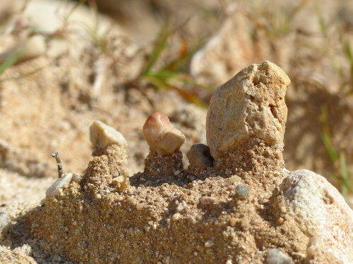 

Aufnameort: Mörlach Sandgrube
Kamera: Panasonic Lumix FZ 200