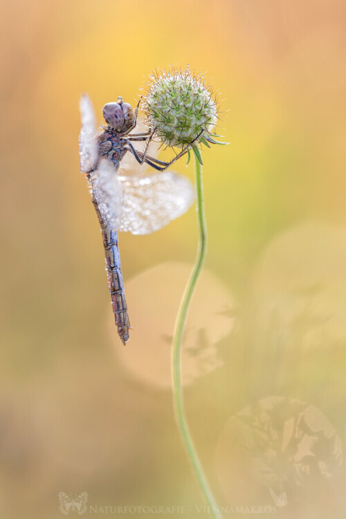 Gemeine Heidelibelle - Sympetrum vulgatum  Weibchen 


Aufnameort: Wien Lobau
Kamera: Canon 6D + Sigma 150/2,8