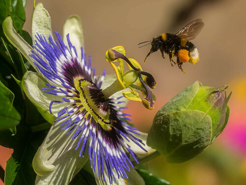 hummel-und-passionsblume-17866.jpeg